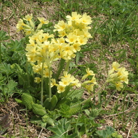 Primula elatior