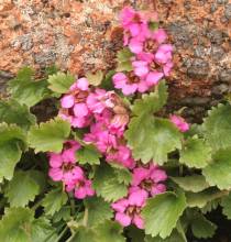 Boykinia jamesii