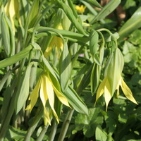 Uvularia grandiflora