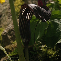 Arisaema propinquum