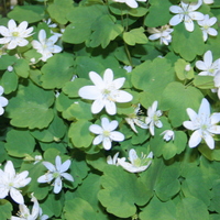 Anemonella thalictroides