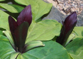 Trillium kurabayashii