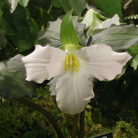Trillium grandiflorum