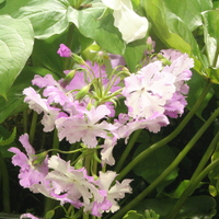 Primula sieboldii
