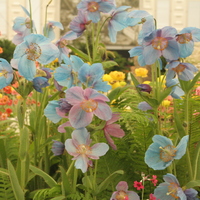 Meconopsis 'Lingholm'