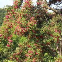 Sorbus vilmorinii