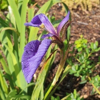 Buy Iris tectorum 'Cruella'