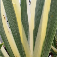 Buy Iris tectorum 'Cruella'