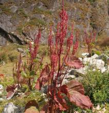 Rheum australe