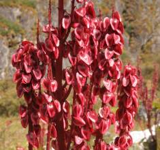 Rheum australe