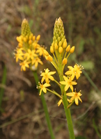 Bulbinella hookeri