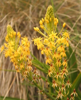Bulbinella hookeri