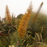 Aciphylla aurea