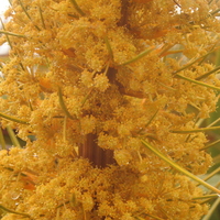 Aciphylla aurea
