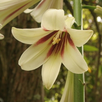 Cardiocrinum giganteum
