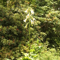 Cardiocrinum giganteum