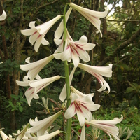 Cardiocrinum giganteum