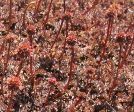 Acaena saccaticupula