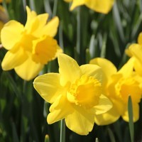 Narcissus Arkle