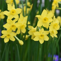 Narcissus Arkle