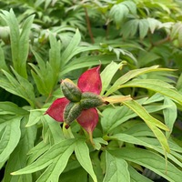Buy Paeonia anomala