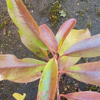 Buy Photinia davidiana 'Dwarf Ness'