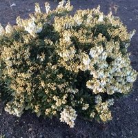 Buy Pieris Japonica Erik