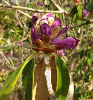Buy Rhododendron niveum