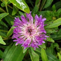stokesia purple parasols
