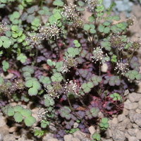 Acaena inermis 'Purpurea'
