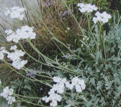 Achillea clavennae