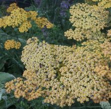 Achillea 'Terracotta'