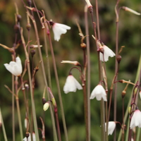 Acis autumnalis 'September Snow'