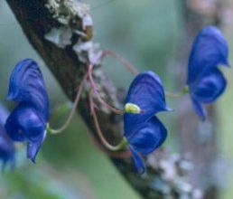 Aconitum hemsleyanum