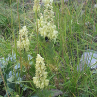Aconitum anthora