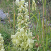 Aconitum anthora