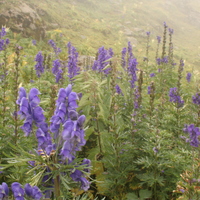 Aconitum napellus