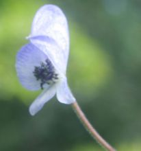 Aconitum piepunense