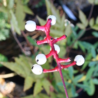 Actaea pachypoda