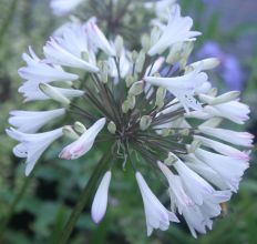 Agapanthus albus