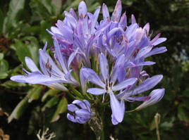 Agapanthus praecox
