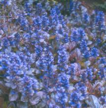 Ajuga reptans
