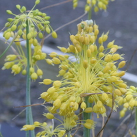 Allium flavum