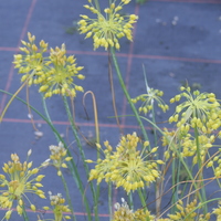 Allium flavum