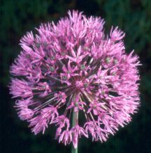 Allium giganteum