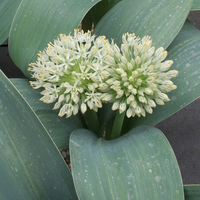 Allium karataviense 'Ivory Queen'