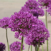 Allium 'Purple Sensation'