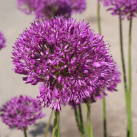 Allium 'Purple Sensation'