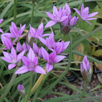 Allium unifolium