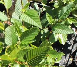 Alnus sieboldiana